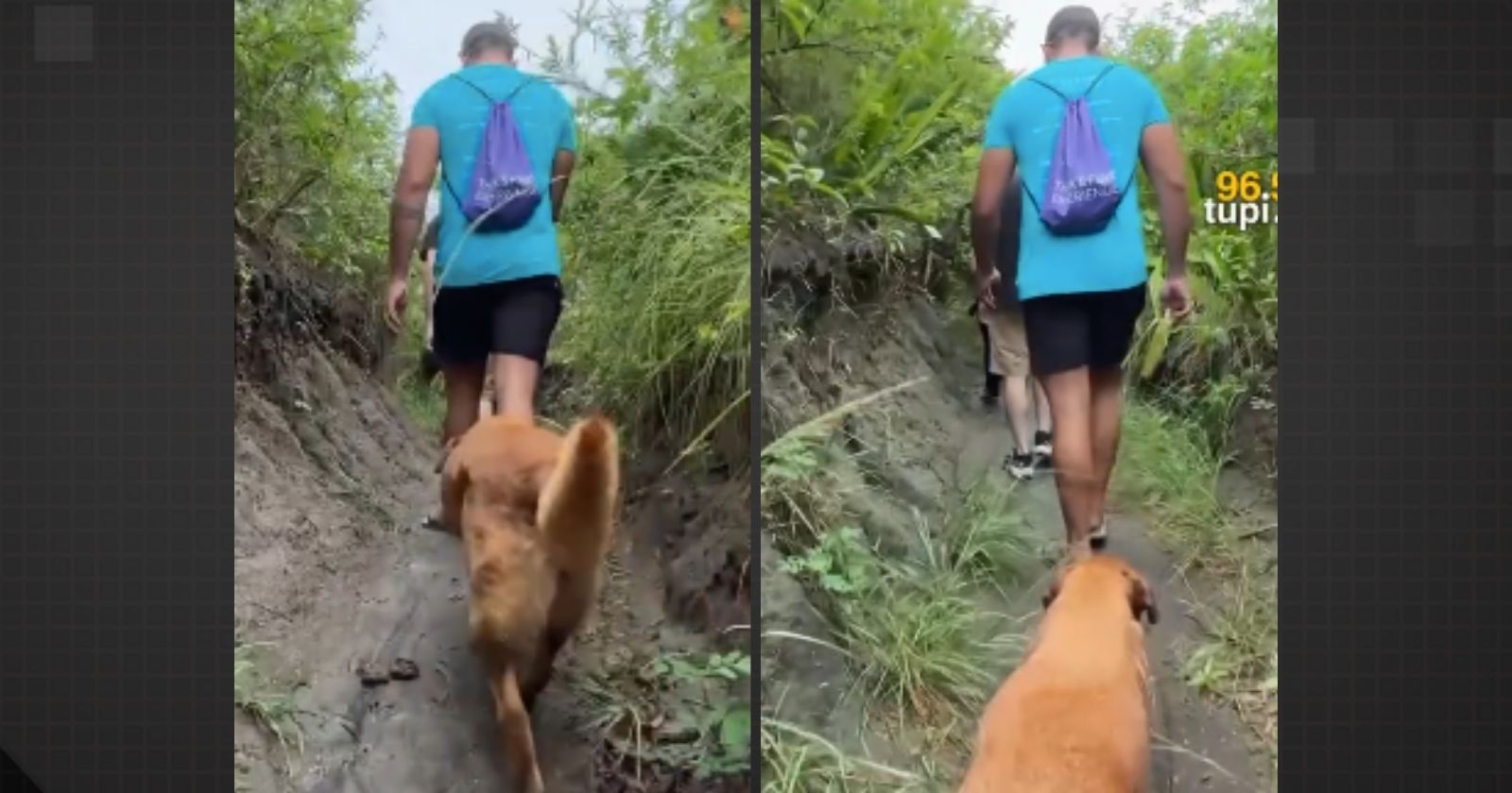 Cachorrinha guia turistas em trilha de Cabo Frio
