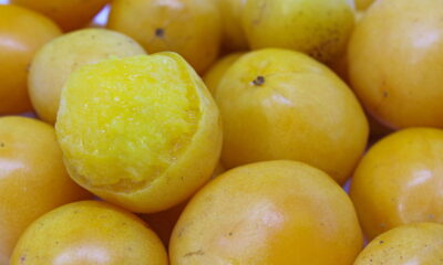 O umbu é uma fruta típica do Nordeste brasileiro, reconhecida pela combinação marcante de sabores doces e ácidos.