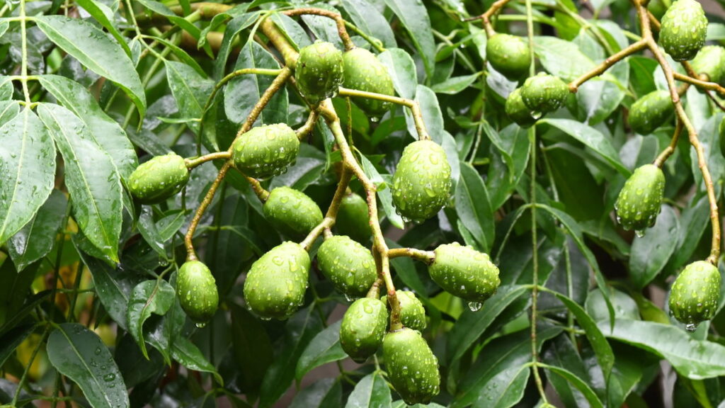 O umbu é uma fruta típica do Nordeste brasileiro, reconhecida pela combinação marcante de sabores doces e ácidos.