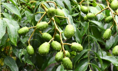 O umbu é uma fruta típica do Nordeste brasileiro, reconhecida pela combinação marcante de sabores doces e ácidos.