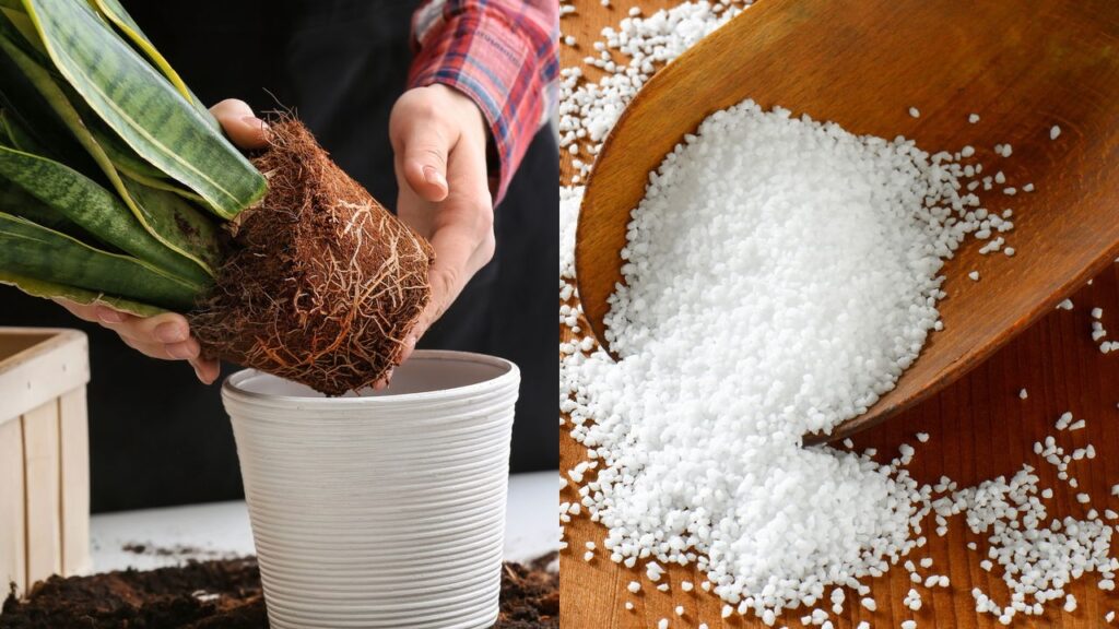 A Sansevieria, conhecida popularmente como espada-de-são-jorge ou língua-de-sogra, destaca-se por sua capacidade de adaptação, sendo perfeita para ambientes internos e externos