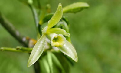 A orquídea exótica que cheira a baunilha