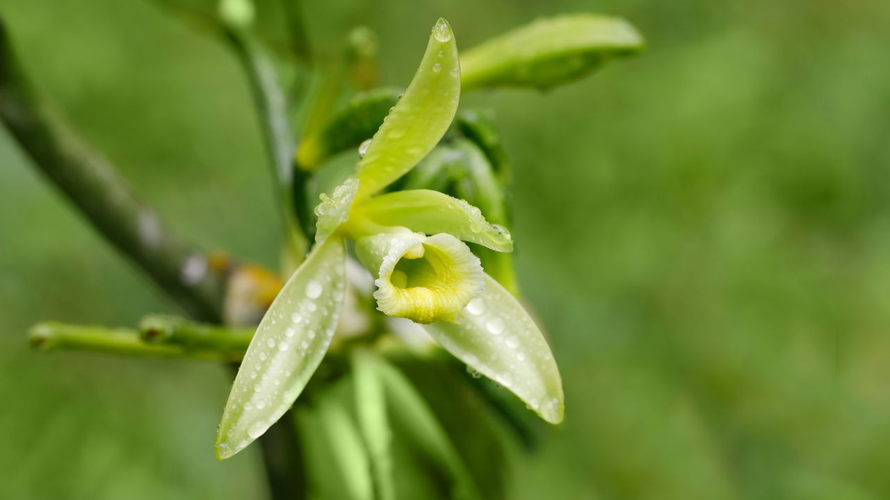 A orquídea exótica que cheira a baunilha