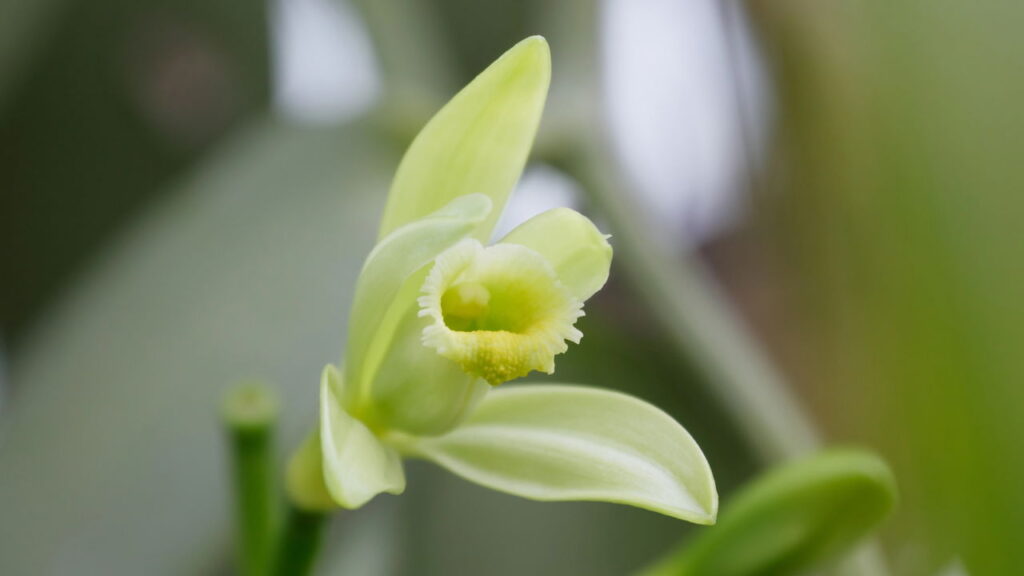 A orquídea exótica que cheira a baunilha
