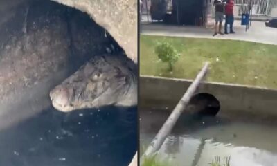 Vídeo mostra jacaré nadando em Gardênia Azul