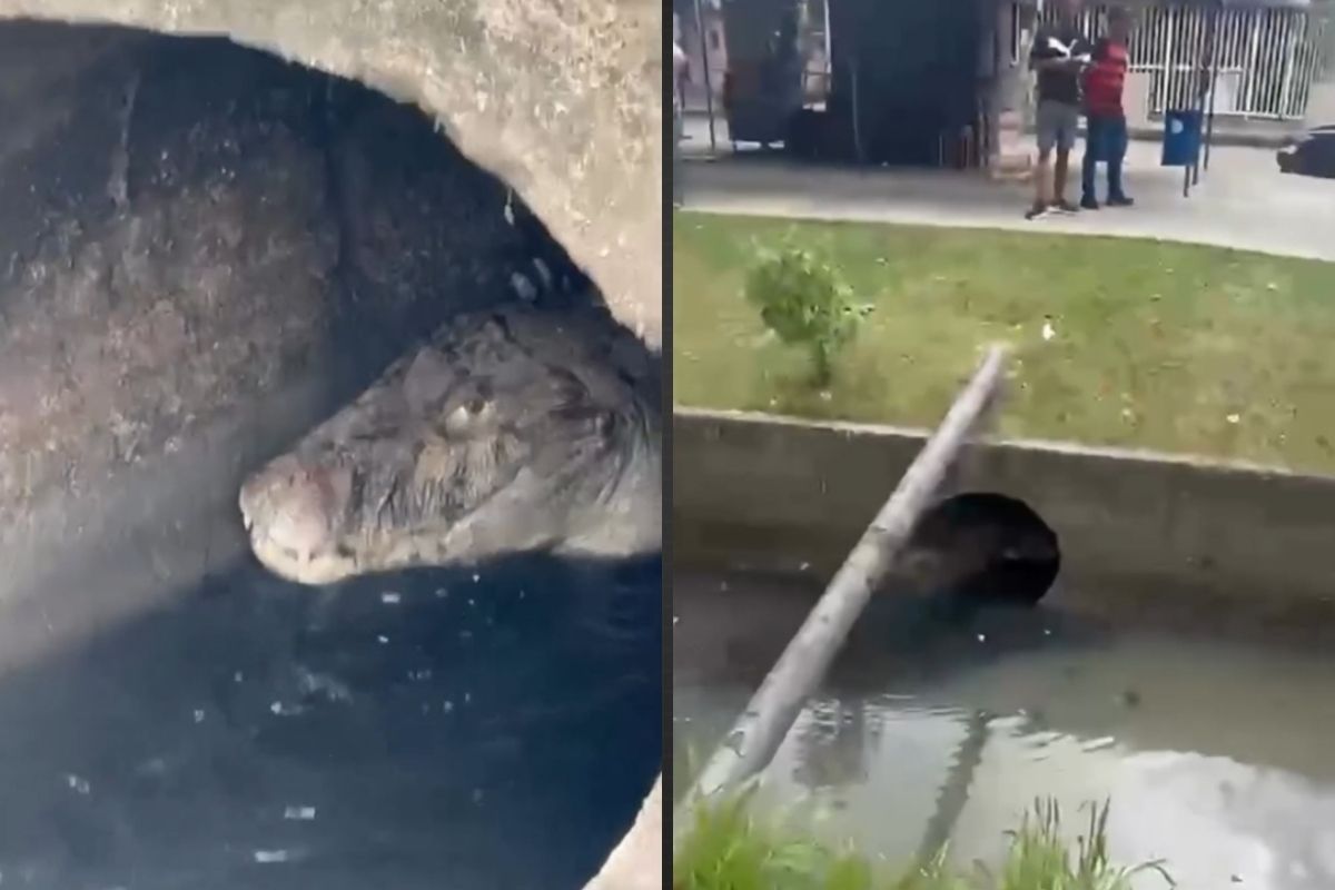 Vídeo mostra jacaré nadando em Gardênia Azul