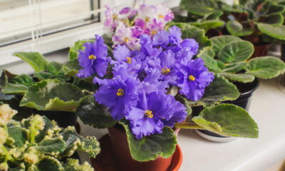 7 plantas com flor o ano inteiro que são lindas e funcionam como filtro natural de ar