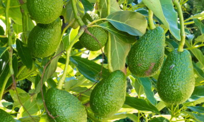 Cultivar sua própria árvore de abacate em casa é uma atividade recompensadora e pode trazer inúmeros benefícios à sua alimentação e ao meio ambiente