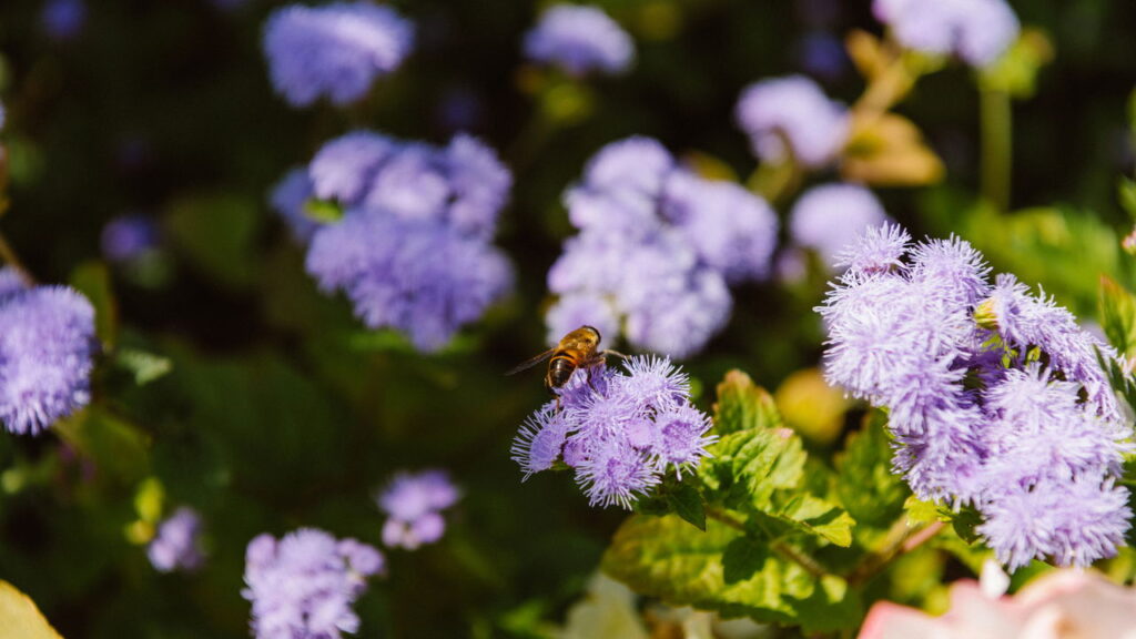 As abelhas são criaturas fascinantes, e uma dúvida comum é sobre o gênero masculino dentro de uma colmeia