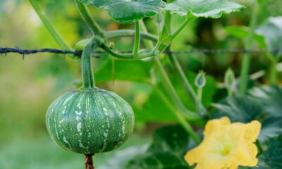 Na sua região, você prefere chamar de abóbora, jerimum ou moranga? Esse debate revela a riqueza cultural do Brasil