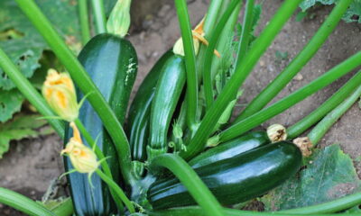 Plantar abóbora em casa pode parecer desafiador, especialmente se você não possui um grande jardim