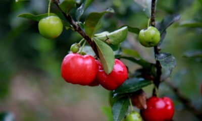 Passo a passo para plantar acerola em quintal pequeno