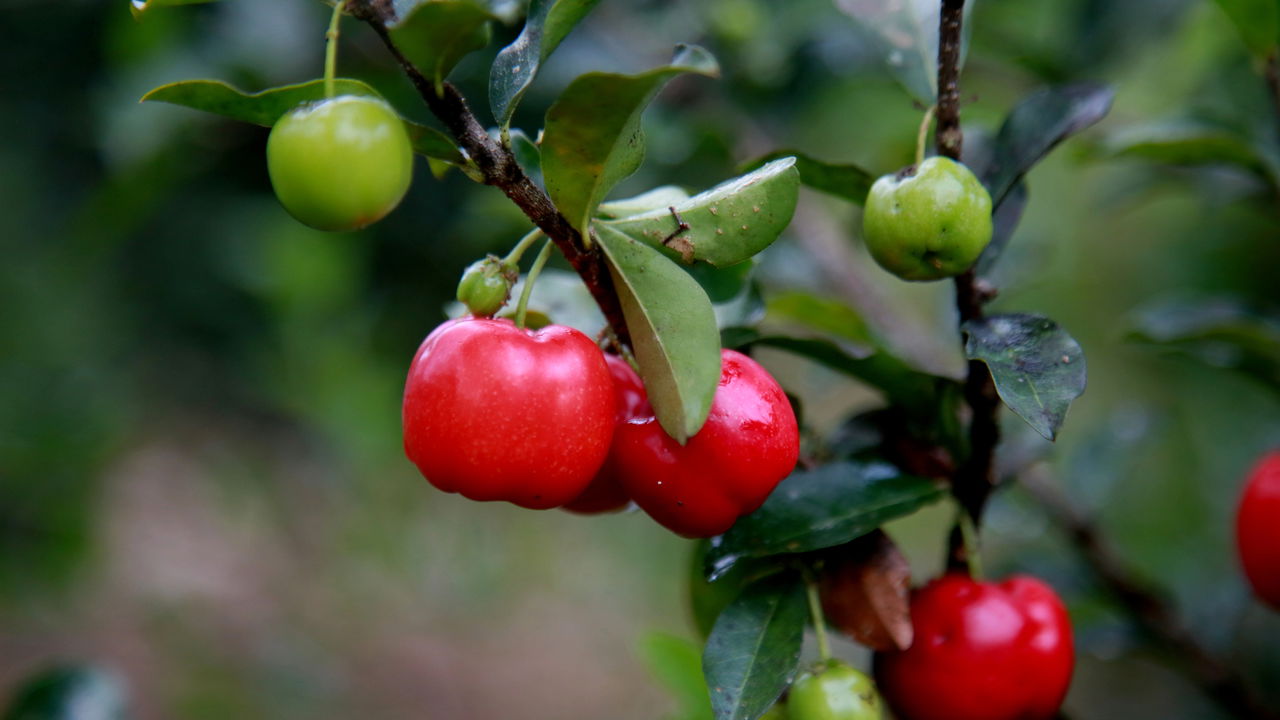 Passo a passo para plantar acerola em quintal pequeno