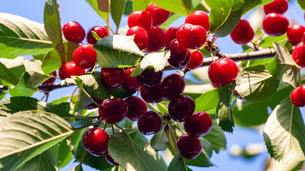 Passo a passo para plantar acerola em quintal pequeno
