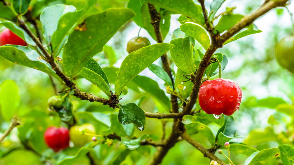 Quando a aceroleira floresce sem dar frutos, muitos produtores ficam intrigados e muitas vezes desmotivados