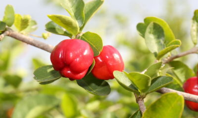 Plantar acerola em vaso é uma alternativa prática para quem deseja ter uma fonte saudável de vitamina C sempre à mão