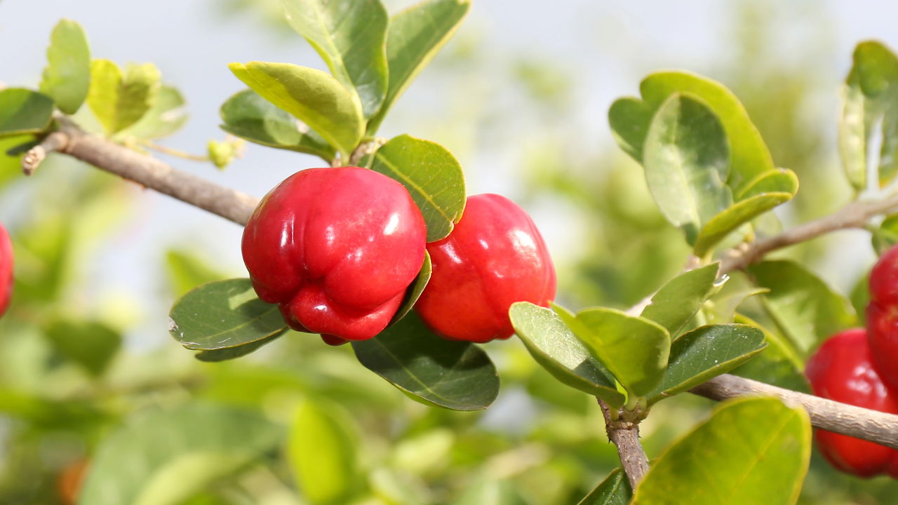 Plantar acerola em vaso é uma alternativa prática para quem deseja ter uma fonte saudável de vitamina C sempre à mão