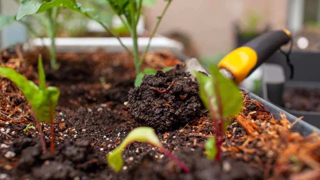 O uso de borra de café como fertilizante é uma prática sustentável e econômica para nutrir suas plantas internas
