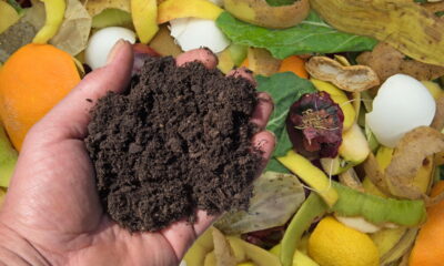 O uso de borra de café como fertilizante é uma prática sustentável e econômica para nutrir suas plantas internas