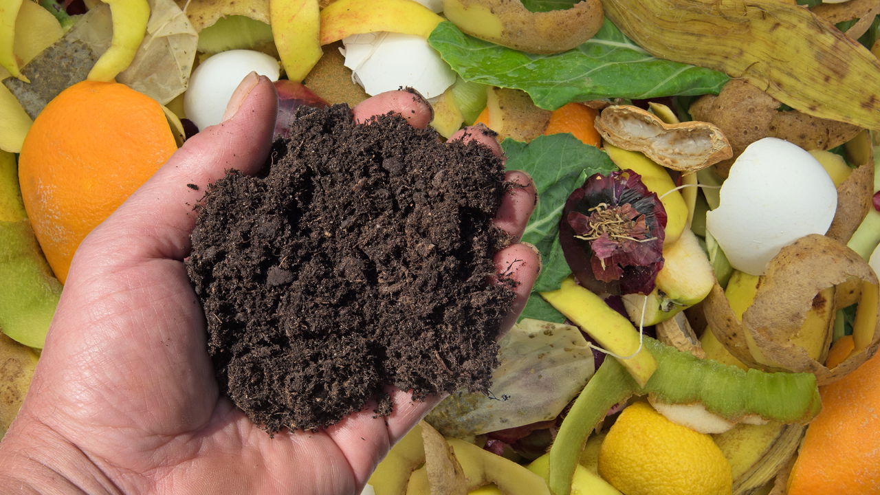 O uso de borra de café como fertilizante é uma prática sustentável e econômica para nutrir suas plantas internas