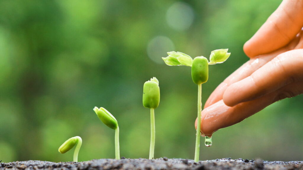 Mistura caseira com abacate e vinagre faz suas plantas crescerem mais rápido