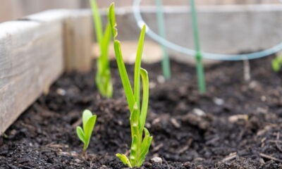 A planta que funciona como antibiótico natural