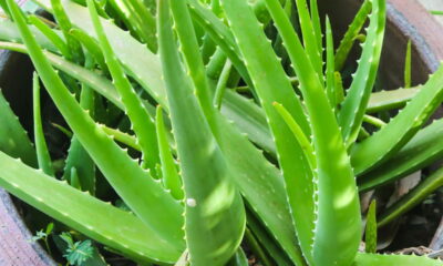 O aloe vera é uma planta muito apreciada pela sua facilidade de cultivo em ambientes domésticos e por suas diversas propriedades medicinais e estéticas