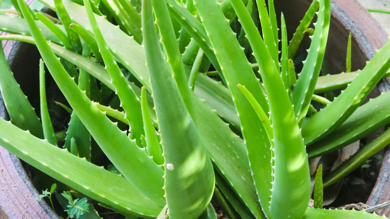O aloe vera é uma planta muito apreciada pela sua facilidade de cultivo em ambientes domésticos e por suas diversas propriedades medicinais e estéticas