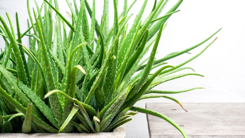 O aloe vera é uma planta muito apreciada pela sua facilidade de cultivo em ambientes domésticos e por suas diversas propriedades medicinais e estéticas