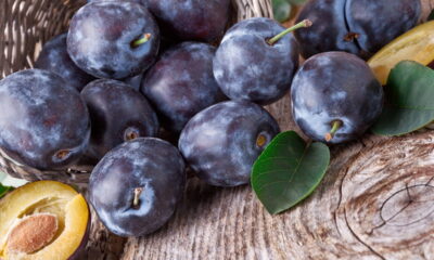O cultivo de ameixas em casa é uma atividade recompensadora, pois além de fornecer fruta fresca e saborosa, permite maior controle sobre o uso de produtos químicos