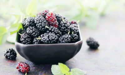 Cultivar amora em casa é uma atividade gratificante e acessível, mesmo para iniciantes em jardinagem. Além de proporcionar frutas frescas ao alcance das mãos,