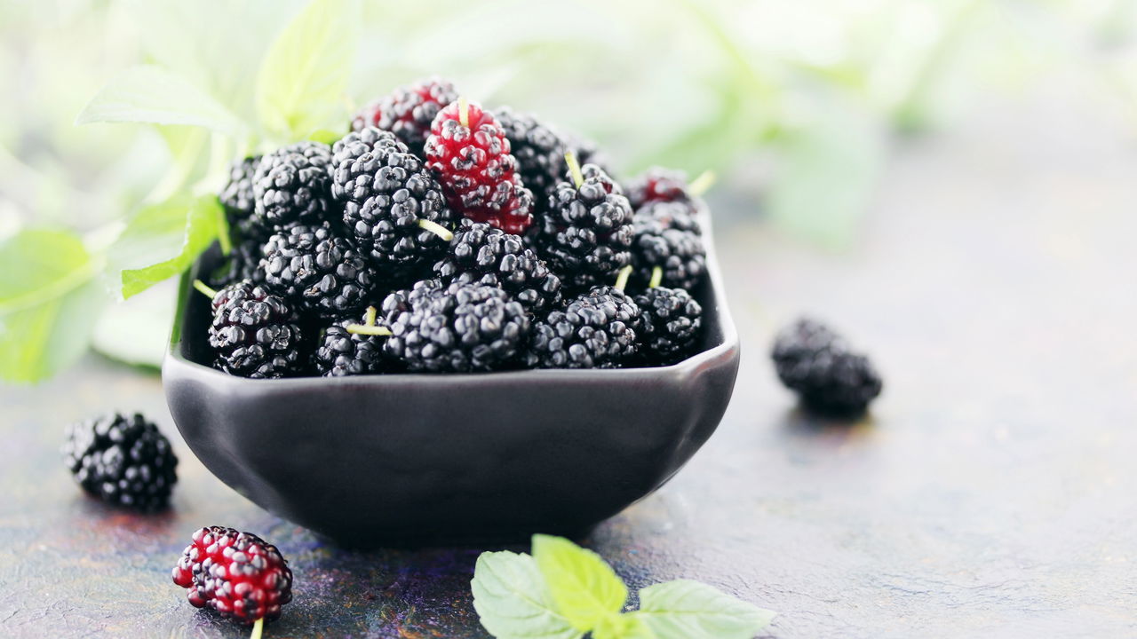 Cultivar amora em casa é uma atividade gratificante e acessível, mesmo para iniciantes em jardinagem. Além de proporcionar frutas frescas ao alcance das mãos,