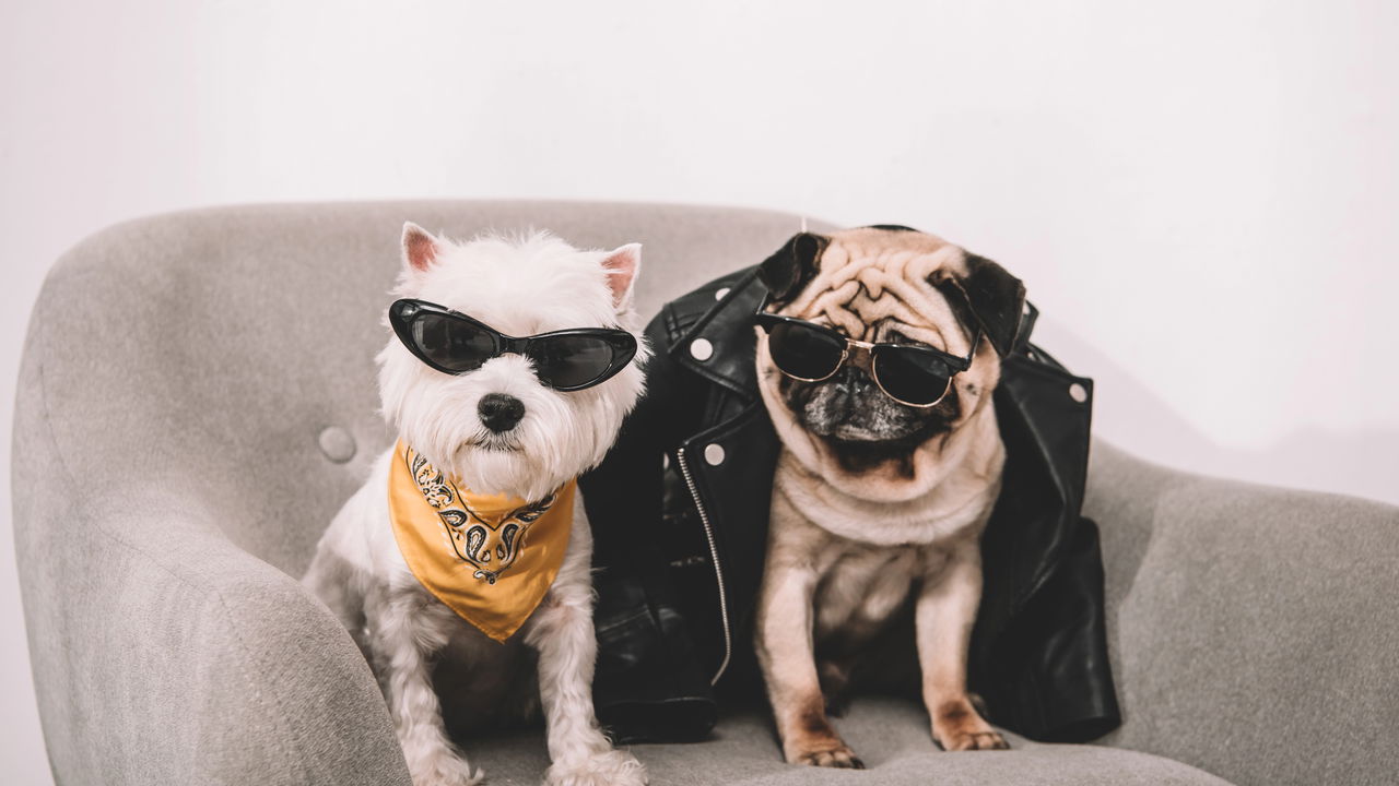 Animais que vc nunca pensou que fossem perigosos