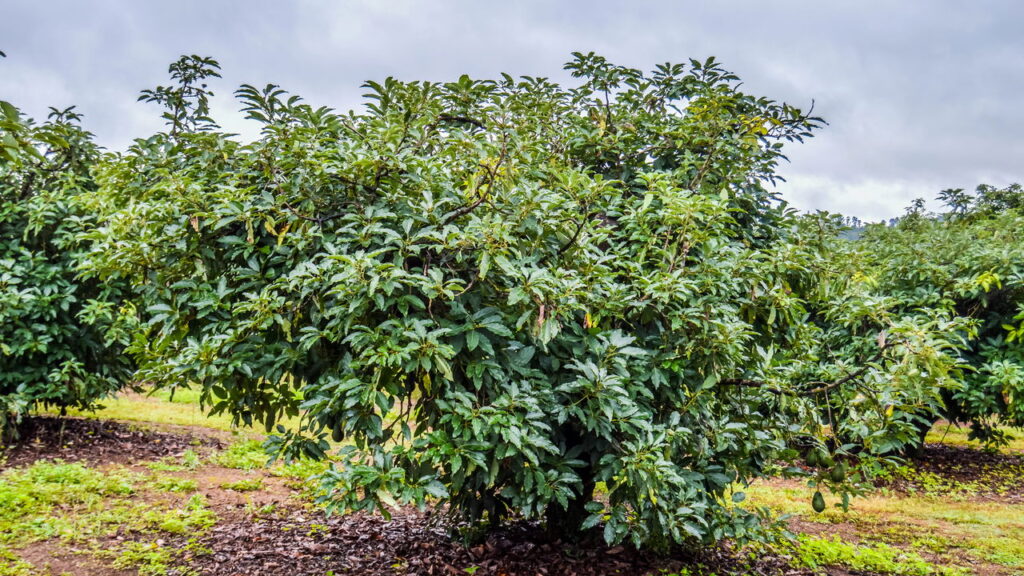 Quando as raízes do abacateiro começam a aparecer na superfície do solo, muitos cultivadores ficam em dúvida sobre o impacto desse fenômeno na saúde da planta