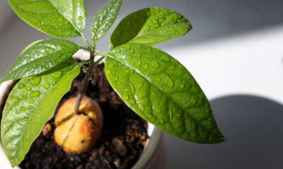 Quando as raízes do abacateiro começam a aparecer na superfície do solo, muitos cultivadores ficam em dúvida sobre o impacto desse fenômeno na saúde da planta