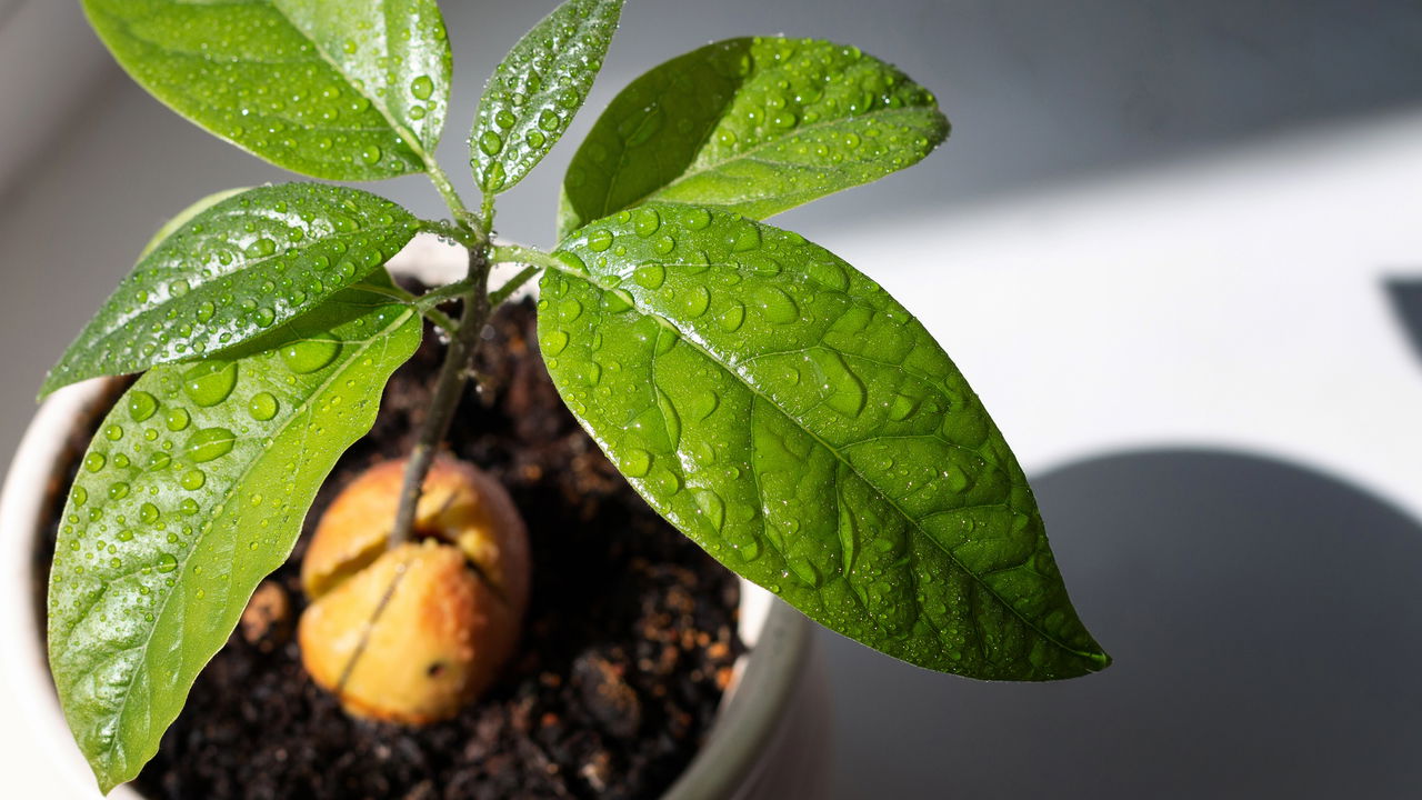 Quando as raízes do abacateiro começam a aparecer na superfície do solo, muitos cultivadores ficam em dúvida sobre o impacto desse fenômeno na saúde da planta