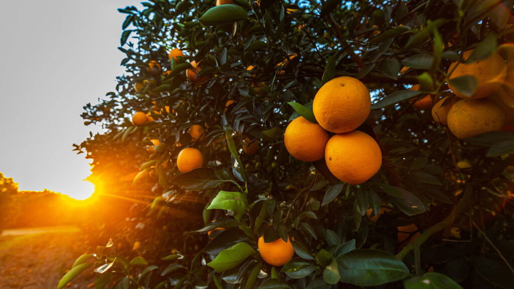 Plantar sementes de laranja diretamente na terra pode ser uma alternativa interessante para quem busca cultivar frutas em casa de modo prático