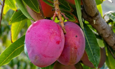 Ter um pé de manga saudável e produtivo é o sonho de muitos jardineiros. Para alcançar resultados mais rápidos, é importante conhecer boas práticas e truques simples