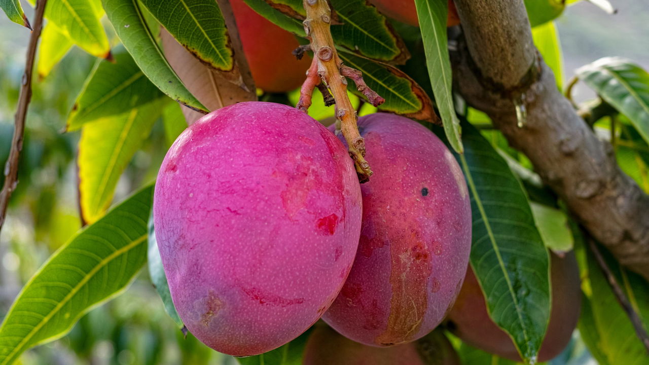 Ter um pé de manga saudável e produtivo é o sonho de muitos jardineiros. Para alcançar resultados mais rápidos, é importante conhecer boas práticas e truques simples