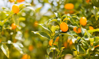 O murici é uma fruta pequena, de coloração amarela intensa, conhecida por seu sabor inconfundível que mescla o forte e o azedo