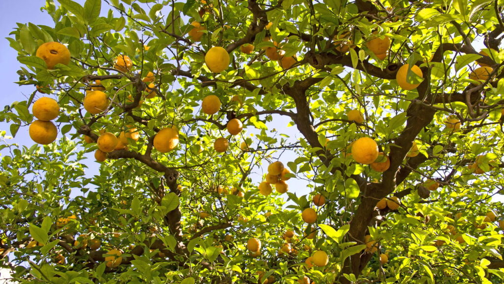O limonero é uma adição valiosa para qualquer jardim, trazendo não só sombra e o perfume de suas flores, mas também um fruto essencial na culinária diária
