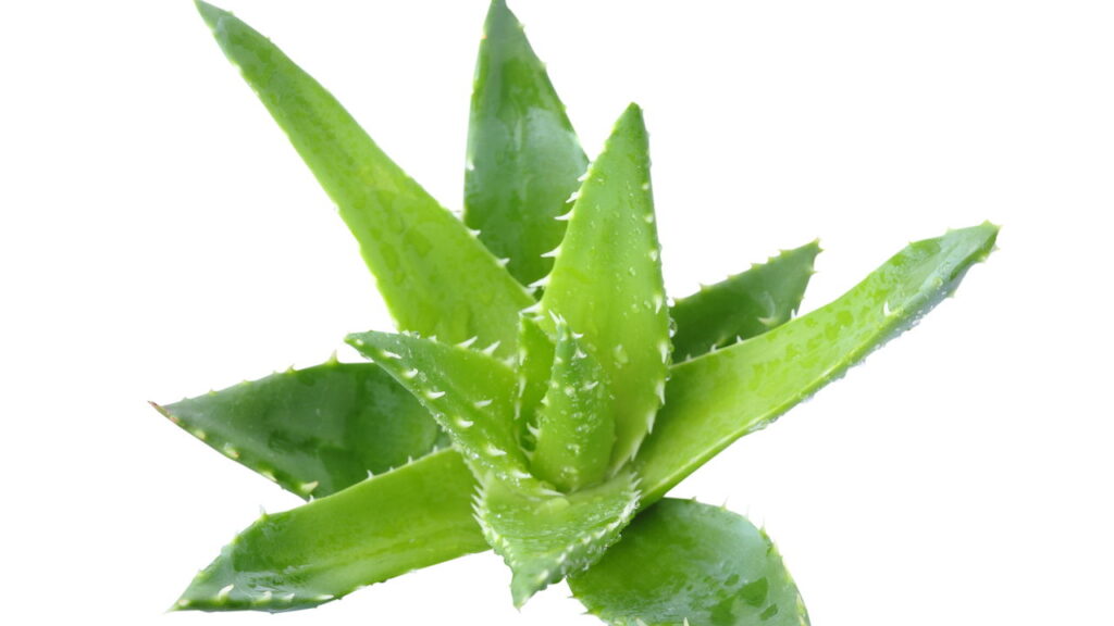 Três plantas poderosas que aceleram o crescimento do cabelo
