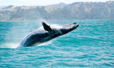 Qual é o coletivo de "baleia"?