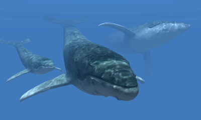O coletivo de baleia que quase ninguém conhece