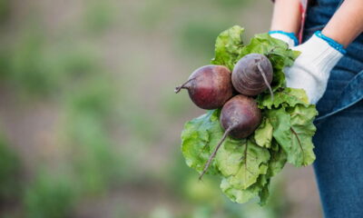 Aprenda a plantar beterraba em vasos