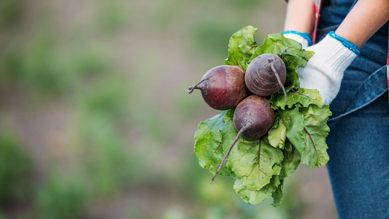 Aprenda a plantar beterraba em vasos