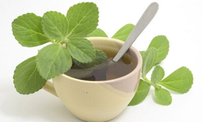 Veja por que o chá de boldo é tão famoso