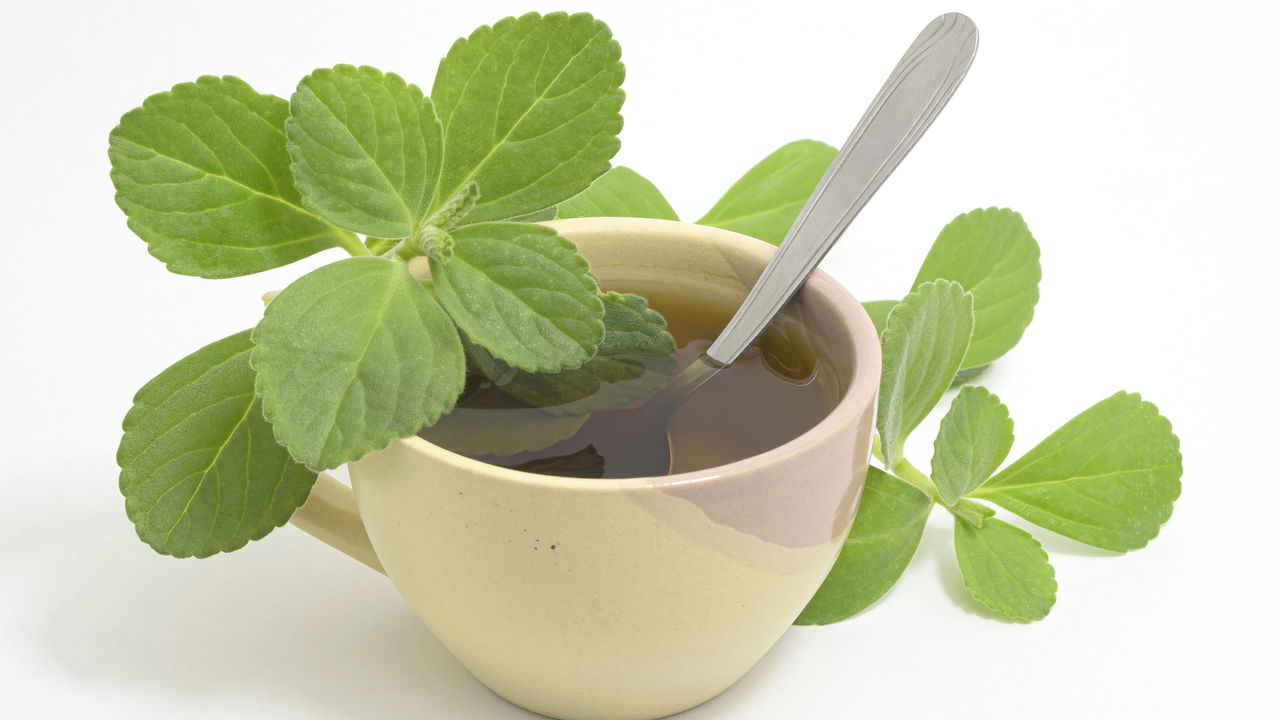 Veja por que o chá de boldo é tão famoso