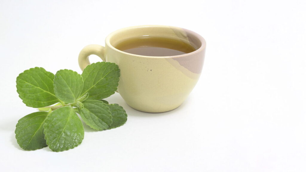 Veja por que o chá de boldo é tão famoso
