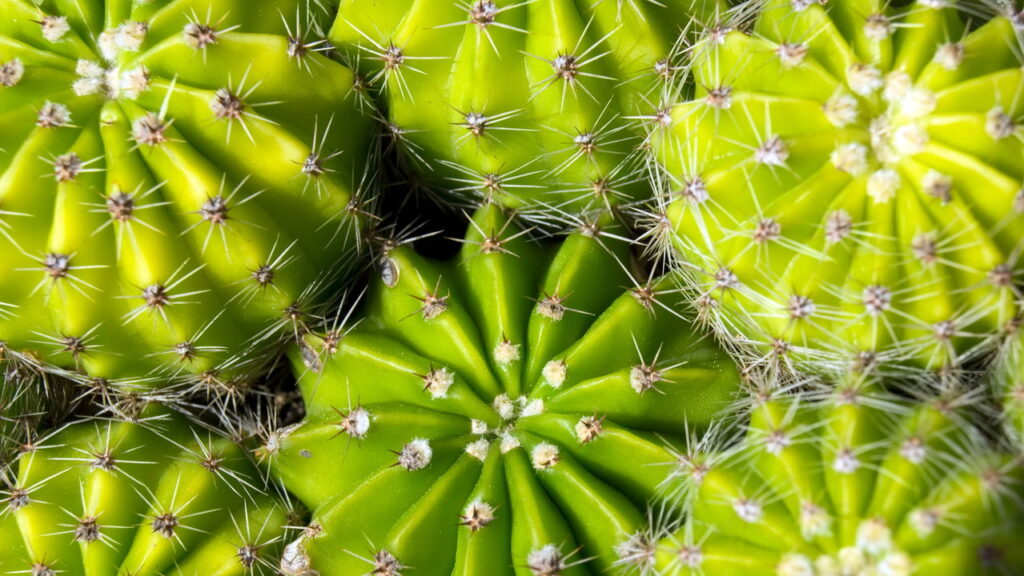 O Feng Shui não se concentra apenas na disposição dos móveis e na escolha das cores, mas também na seleção criteriosa das plantas para o lar